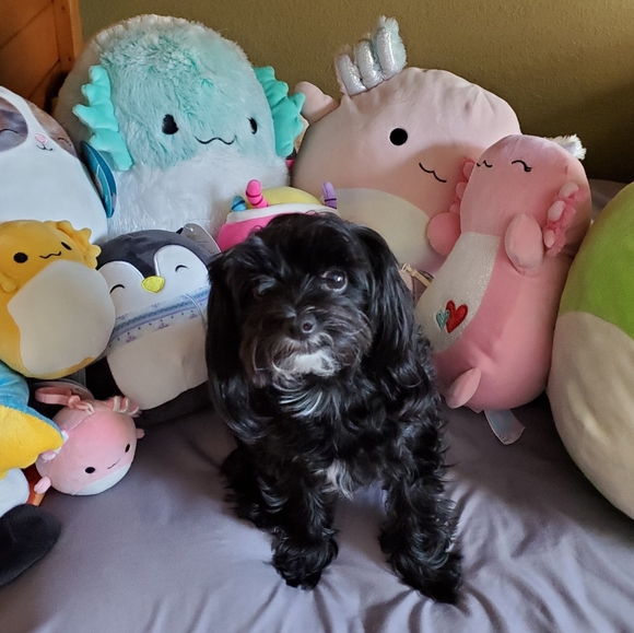 LIVE SHOW LISTING Like to be notified when I go live! - Picture 2 of 3